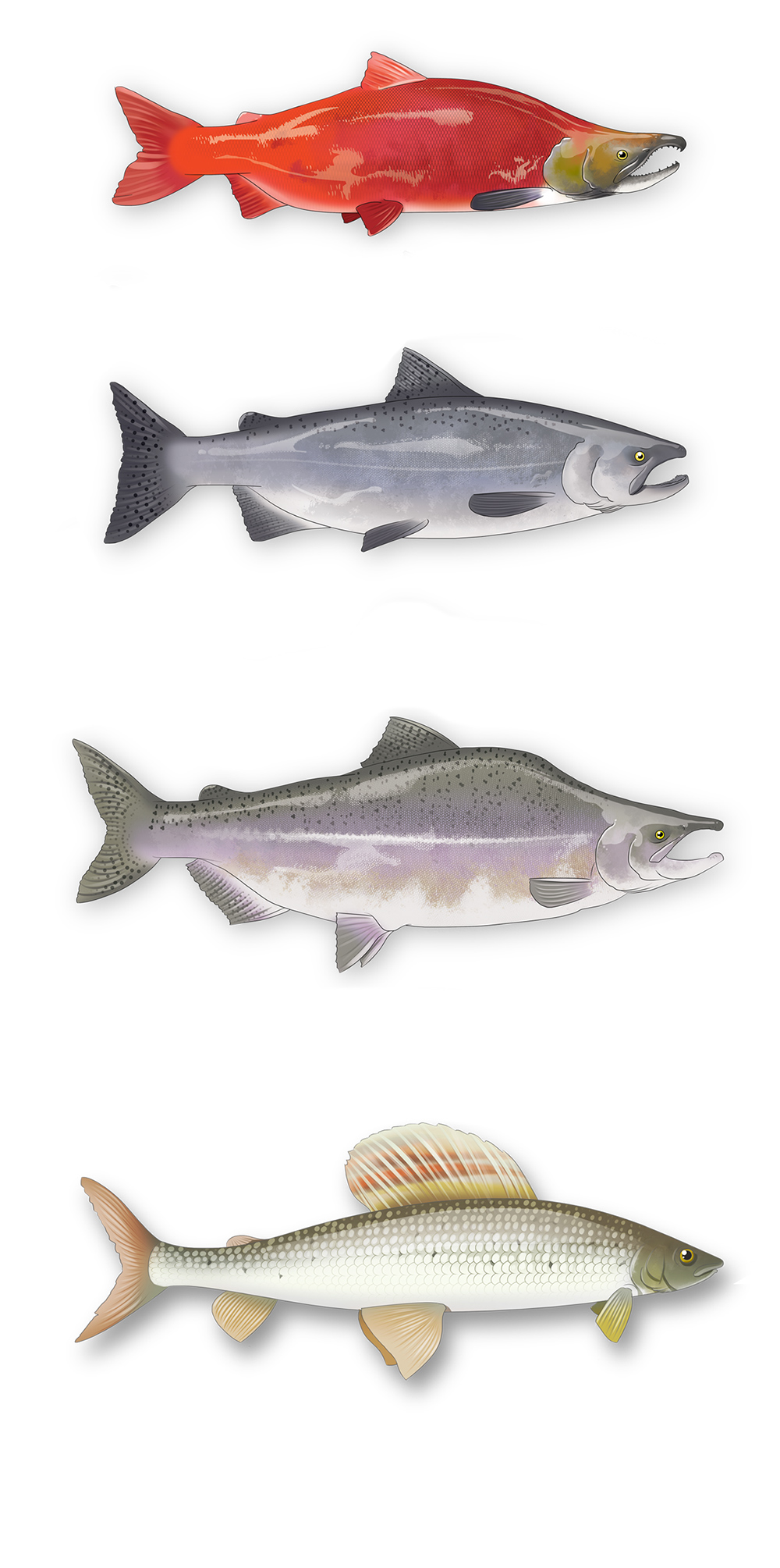 Illustration naturaliste : dessins réaliste de saumons