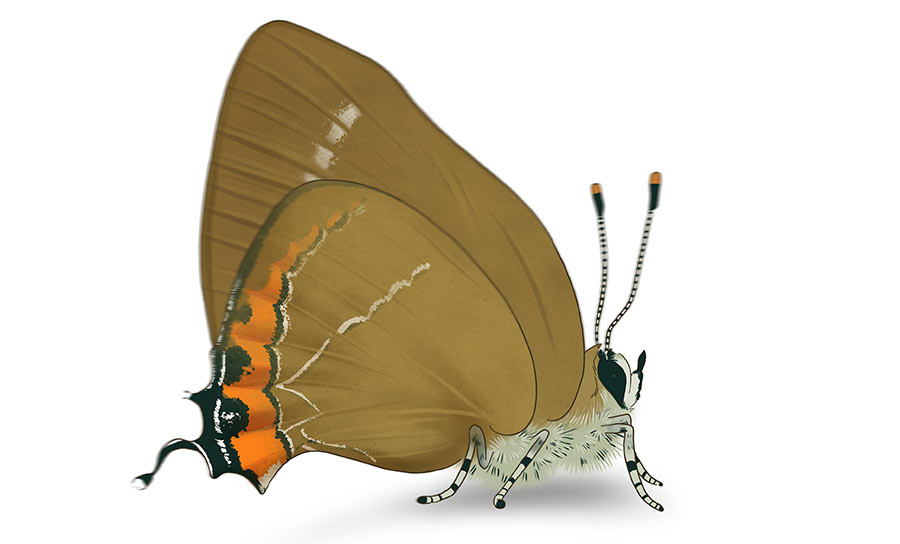 corboeuf_01 illustration d'un papillon thecla