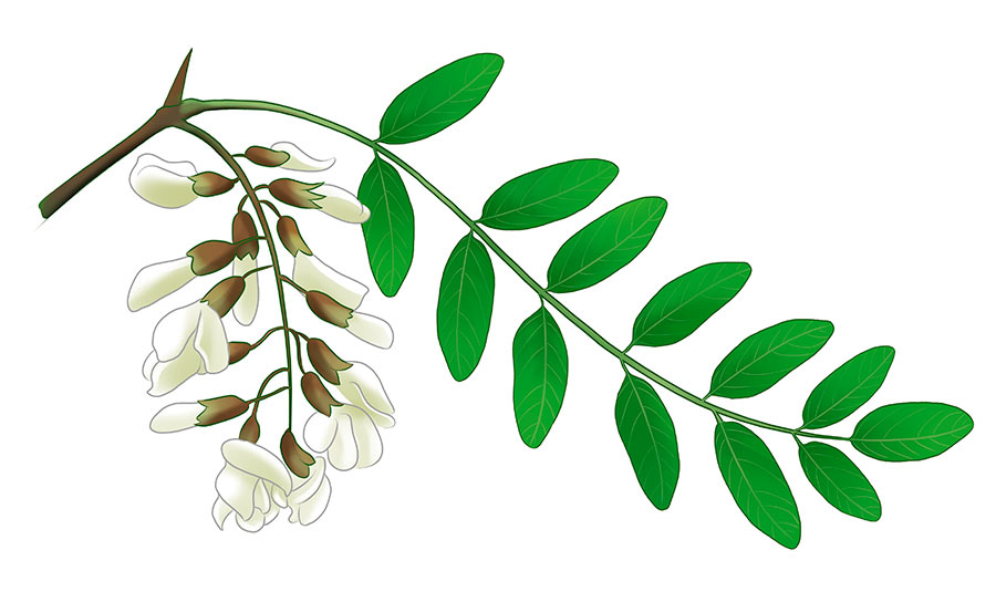 corboeuf_02 illustration d'une feuille de robuniers