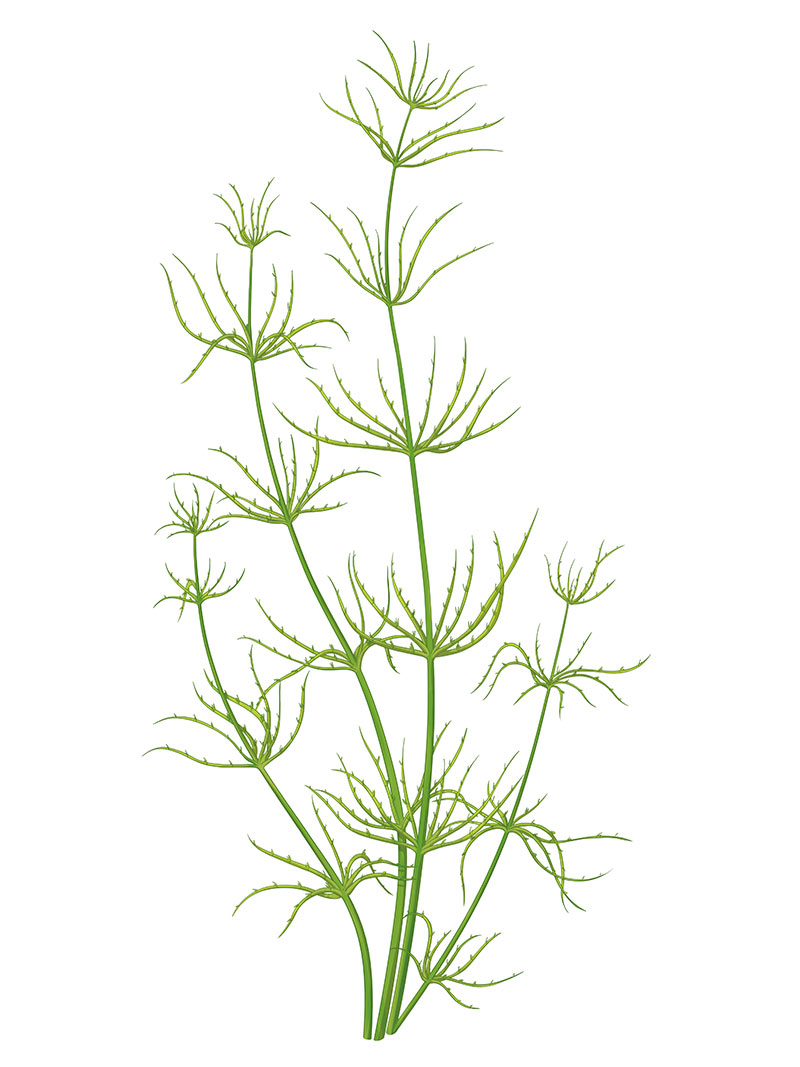 corboeuf_03 illustration d'une d'une algue chara