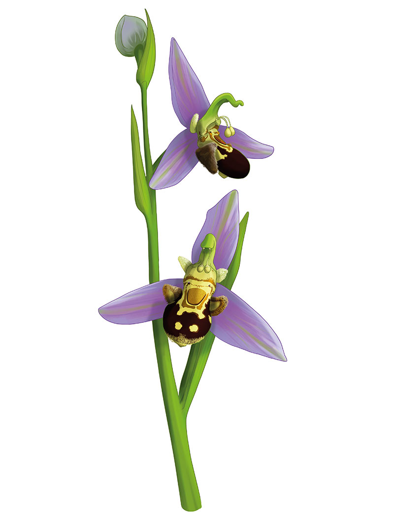 corboeuf_04 illustration d'une affrys abeille